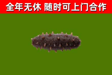 镇江烟酒回收干海参.jpg